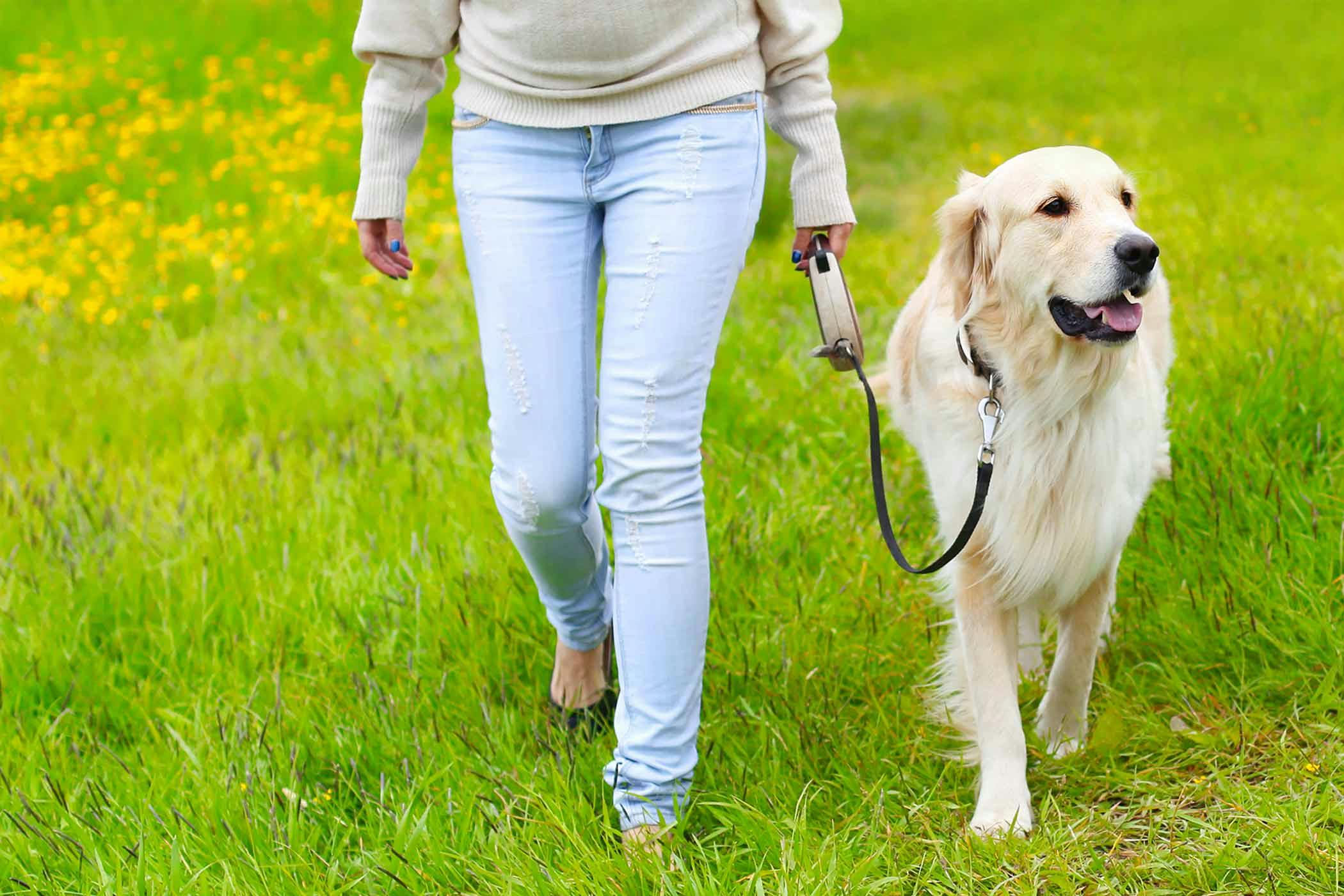 Dog store training heel