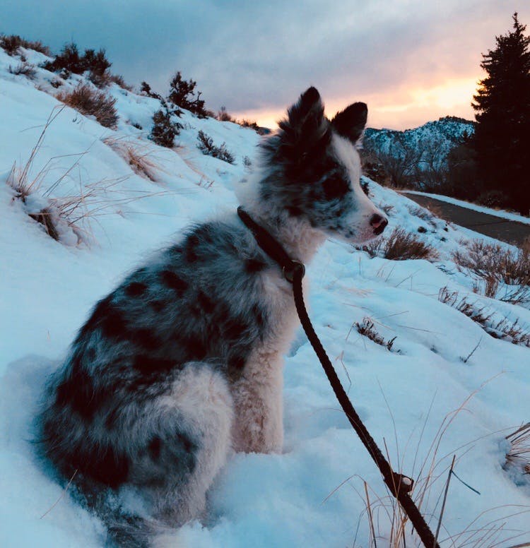 how do you train a dog to herd sheep