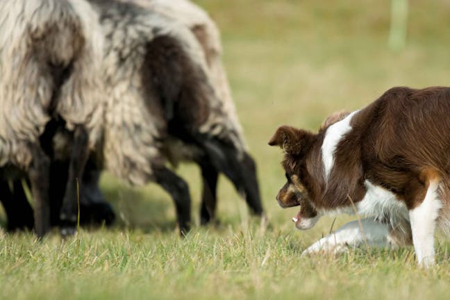 How to Train Your Dog to Herd