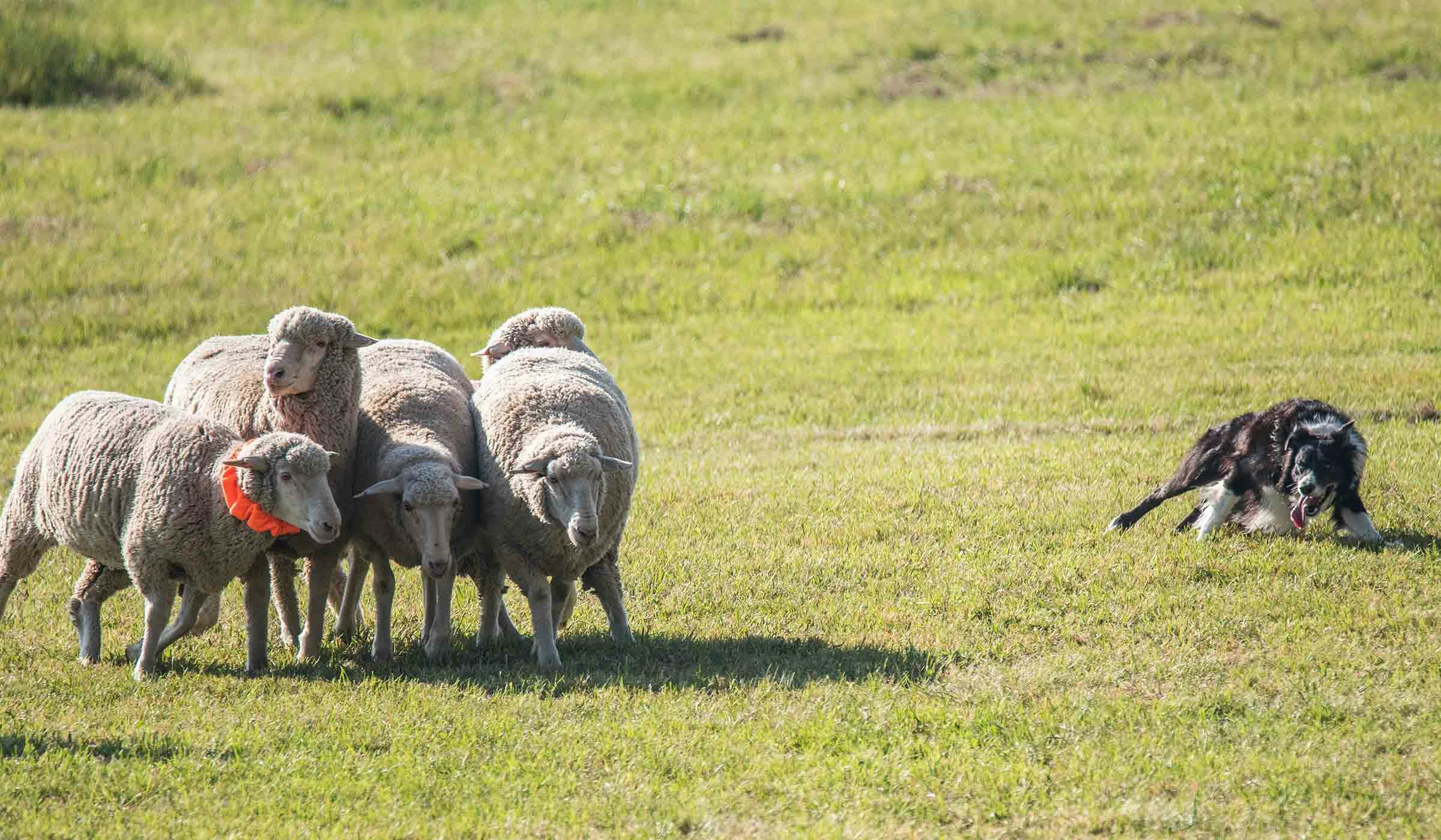 5 Things to Know About Border Collies - Petful