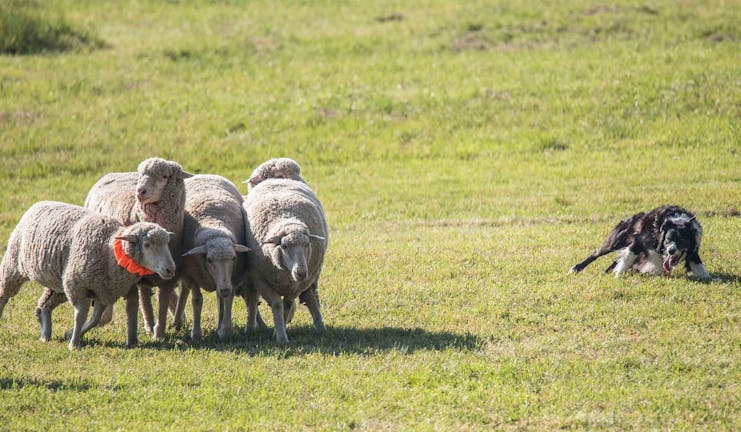 How to Train Your Border Collie Dog to Herd