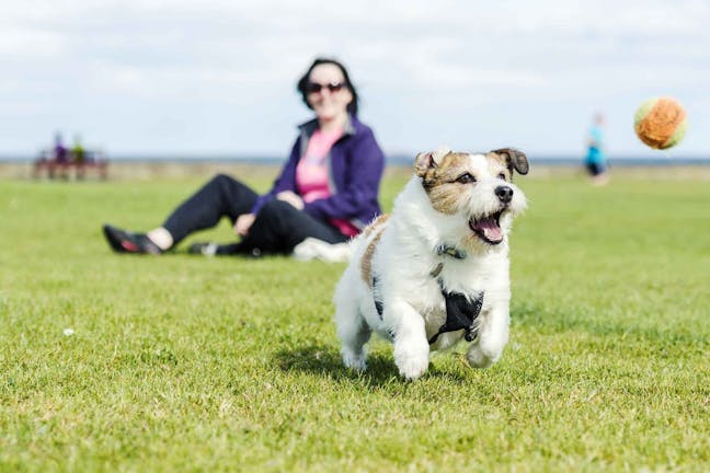 How to Train Your Dog to Herd a Ball