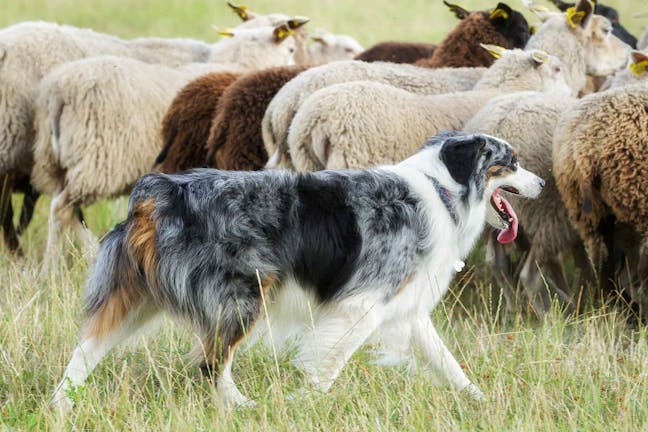 How to Train Your Dog to Herd Animals