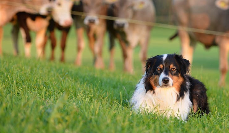 How to Train Your Australian Shepherd Dog to Herd Cattle
