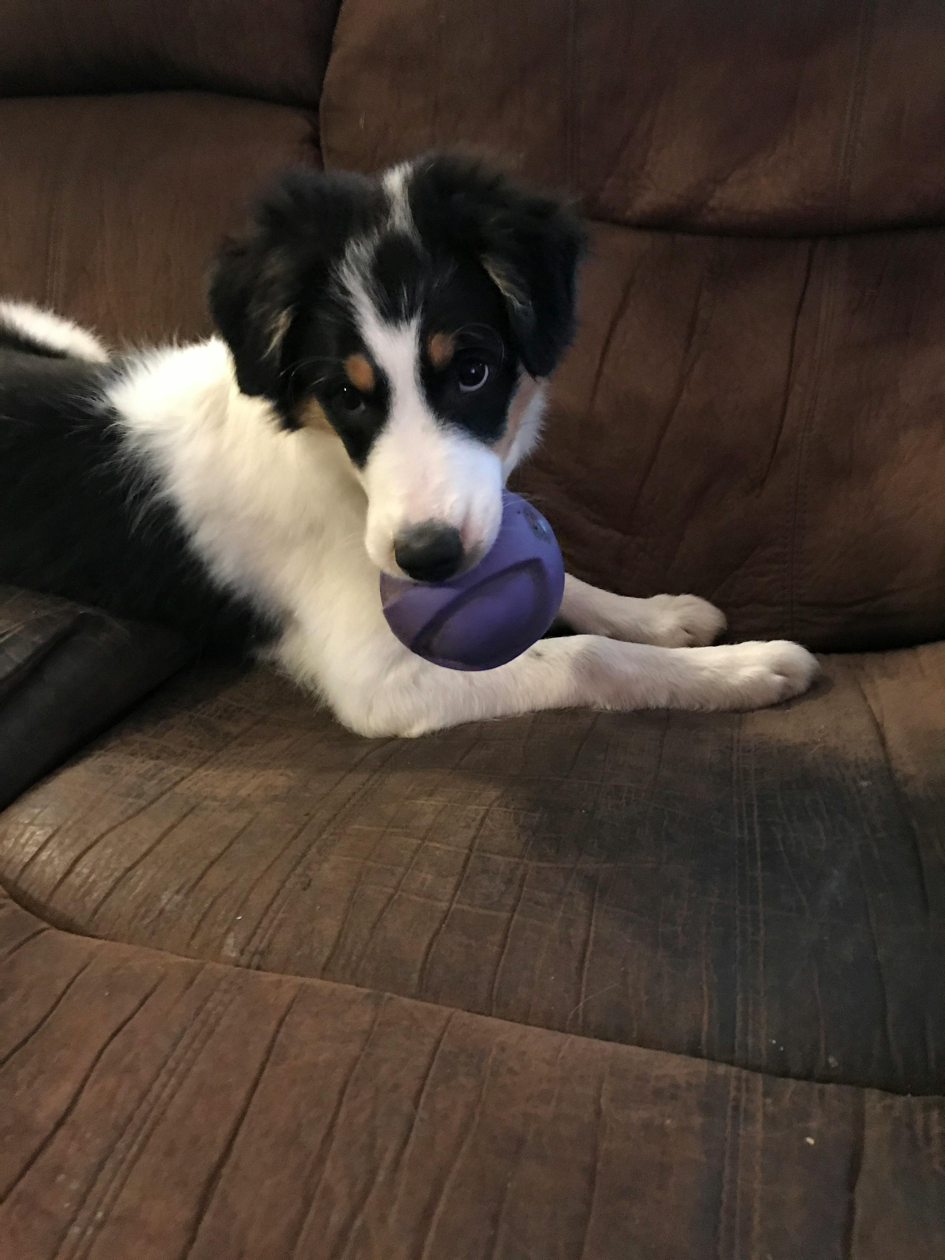 how-to-train-your-border-collie-to-herd-cattle