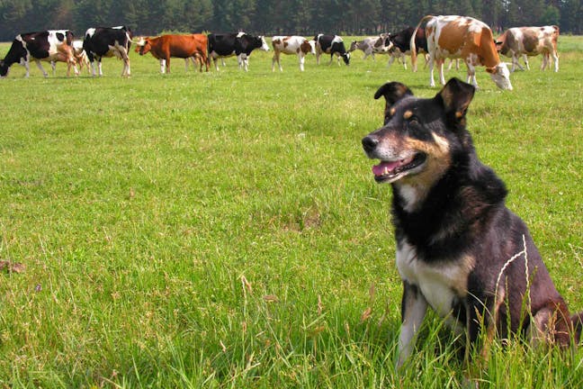 How to Train Your Dog to Herd Cattle
