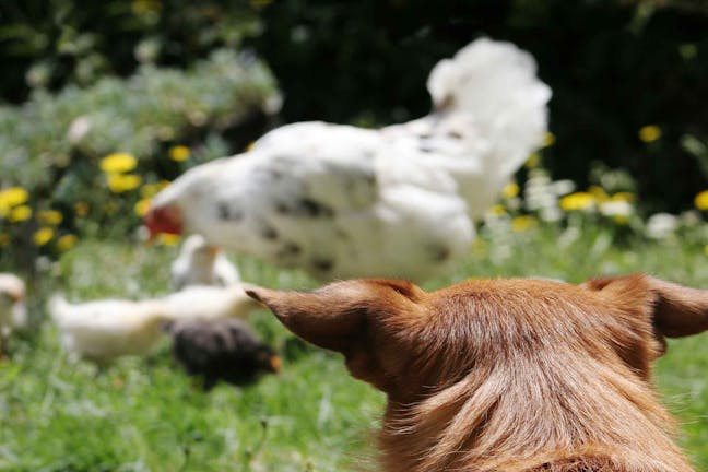How to Train Your Dog to Herd Chickens How to Train Your Dog to Herd Chickens
