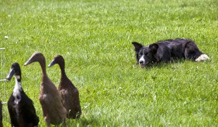 How to Train Your Border Collie Dog to Herd Ducks