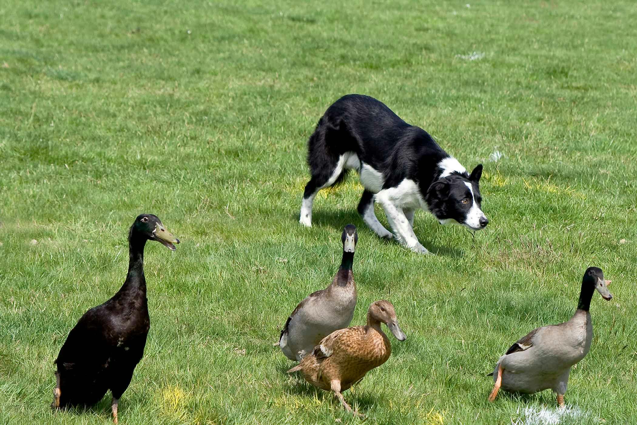 what dog breeds are good to herd ducks