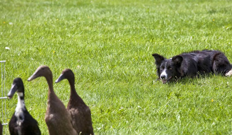 How to Train Your Border Collie Dog to Herd Geese