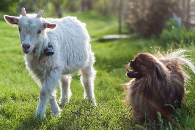 How to Train Your Dog to Herd Goats