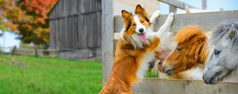 How to Border Collie to Herd Horses