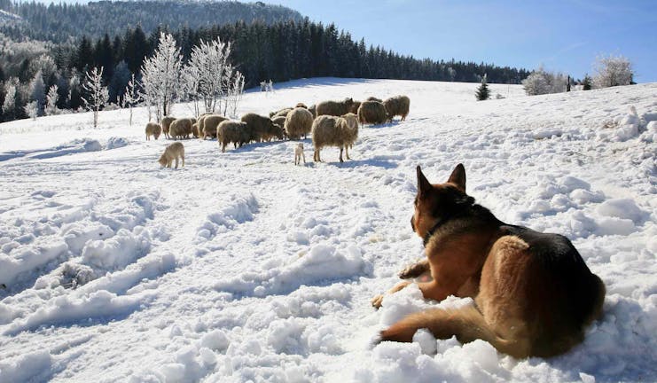 How to Train Your Border Collie Dog to Herd Sheep