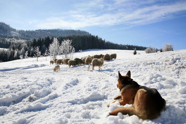 How to Train Your Dog to Herd Sheep