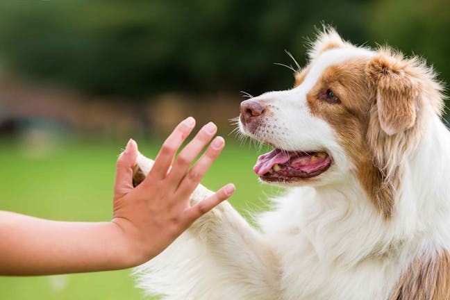 How to Train Your Dog to High Five