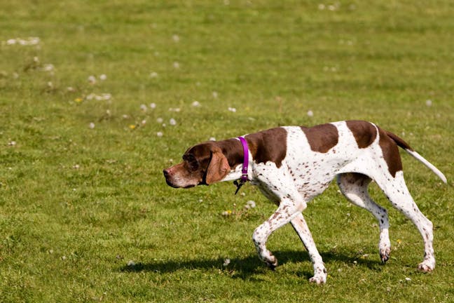 How to Train Your Dog to Hold Point