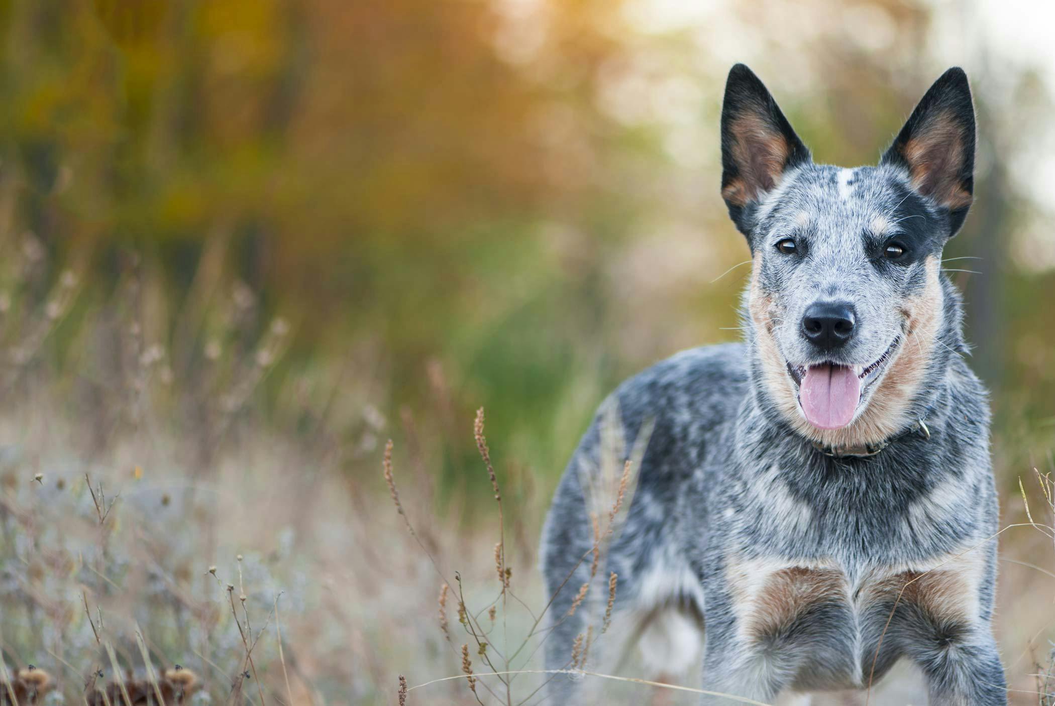 How To Train Your Australian Cattle Dog To Herd Wag