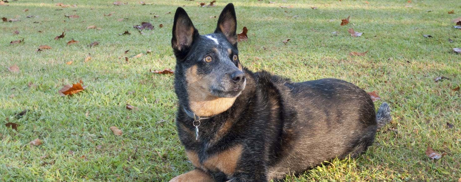 Controlled Exposure method for How to Train Your Australian Cattle Dog to Herd