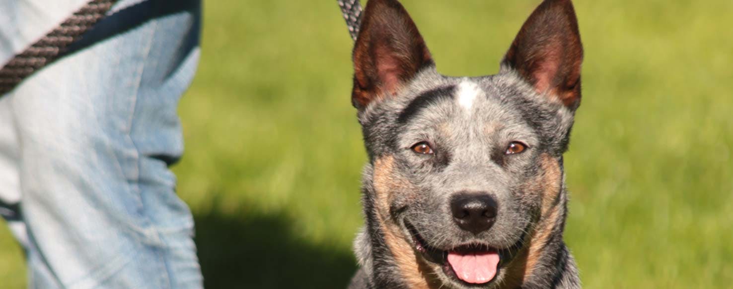 Practice Ducks method for How to Train Your Australian Cattle Dog to Herd