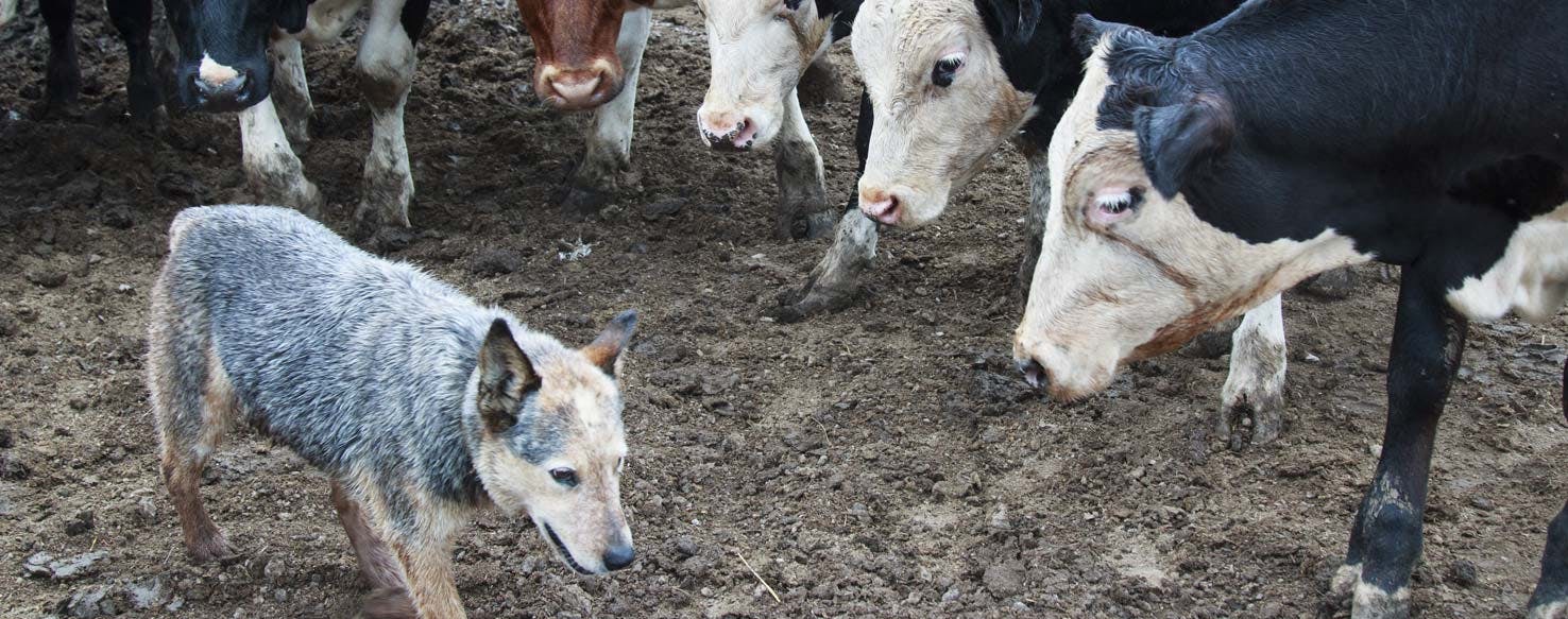 Livestock method for How to Train Your Australian Cattle Dog to Herd