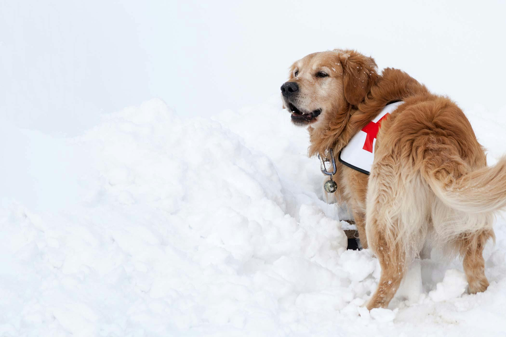 pineleafdesign: How To Become A Search And Rescue Dog Trainer