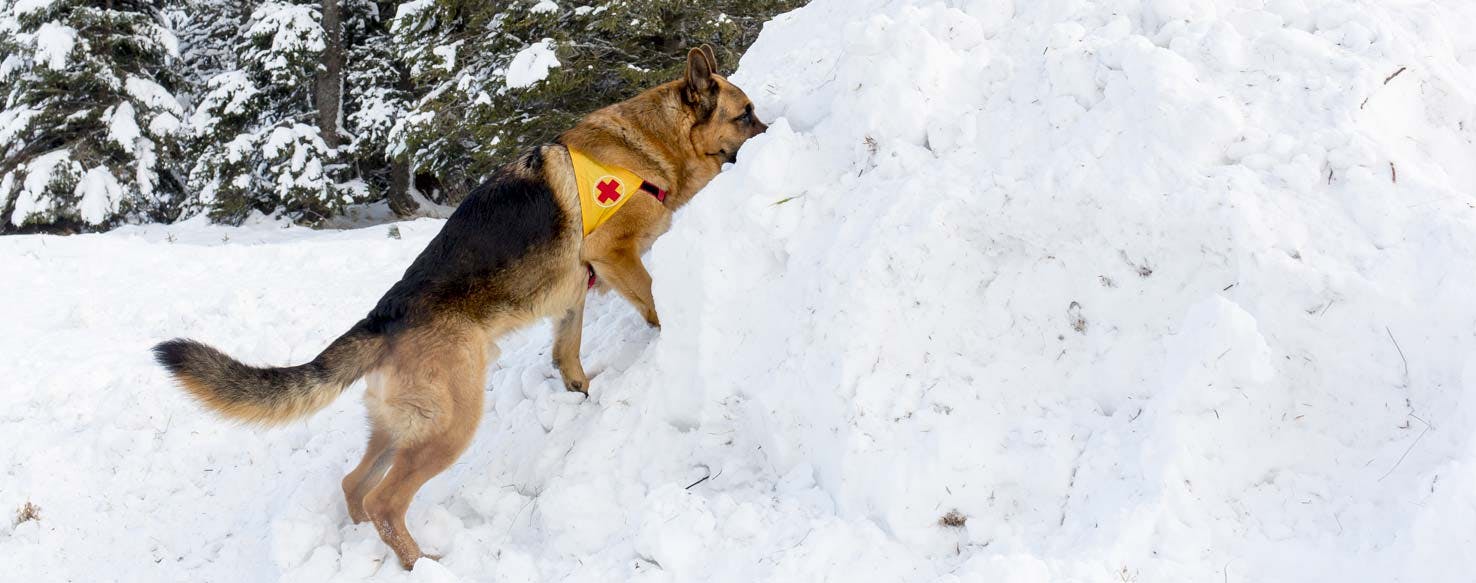 Air Detection method for How to Train Your Dog to Search and Rescue