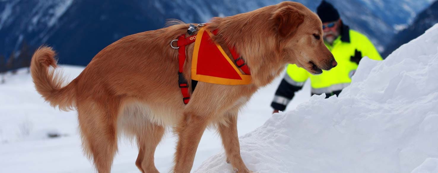 Follow Trail method for How to Train Your Dog to Search and Rescue