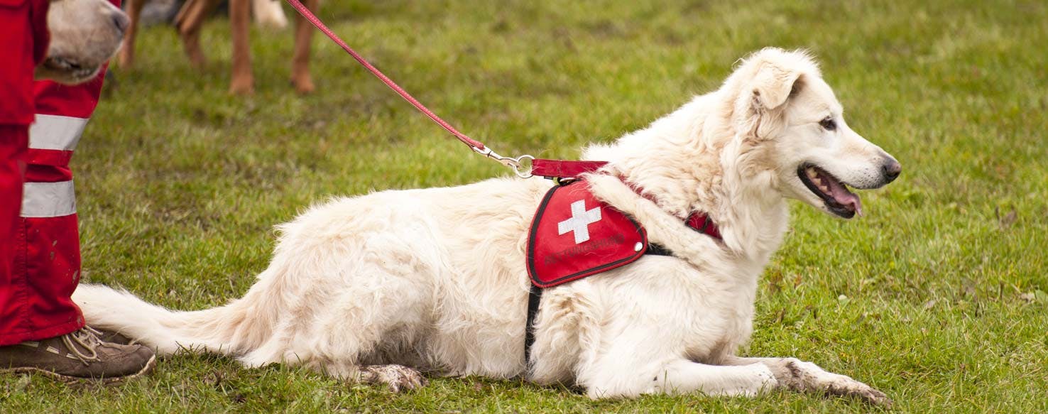 How to Train Your Dog to Search and Rescue | Wag!