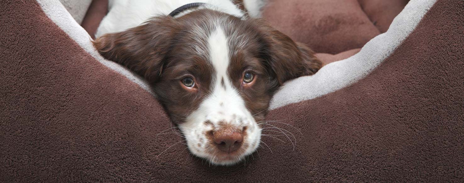 Go to Bed method for How to Train Your Dog to Not Beg