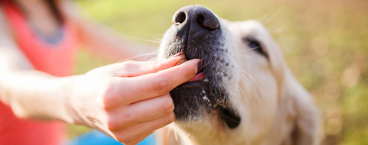 Positive Tinkling method for How to Train Your Dog to Not Pee in the House