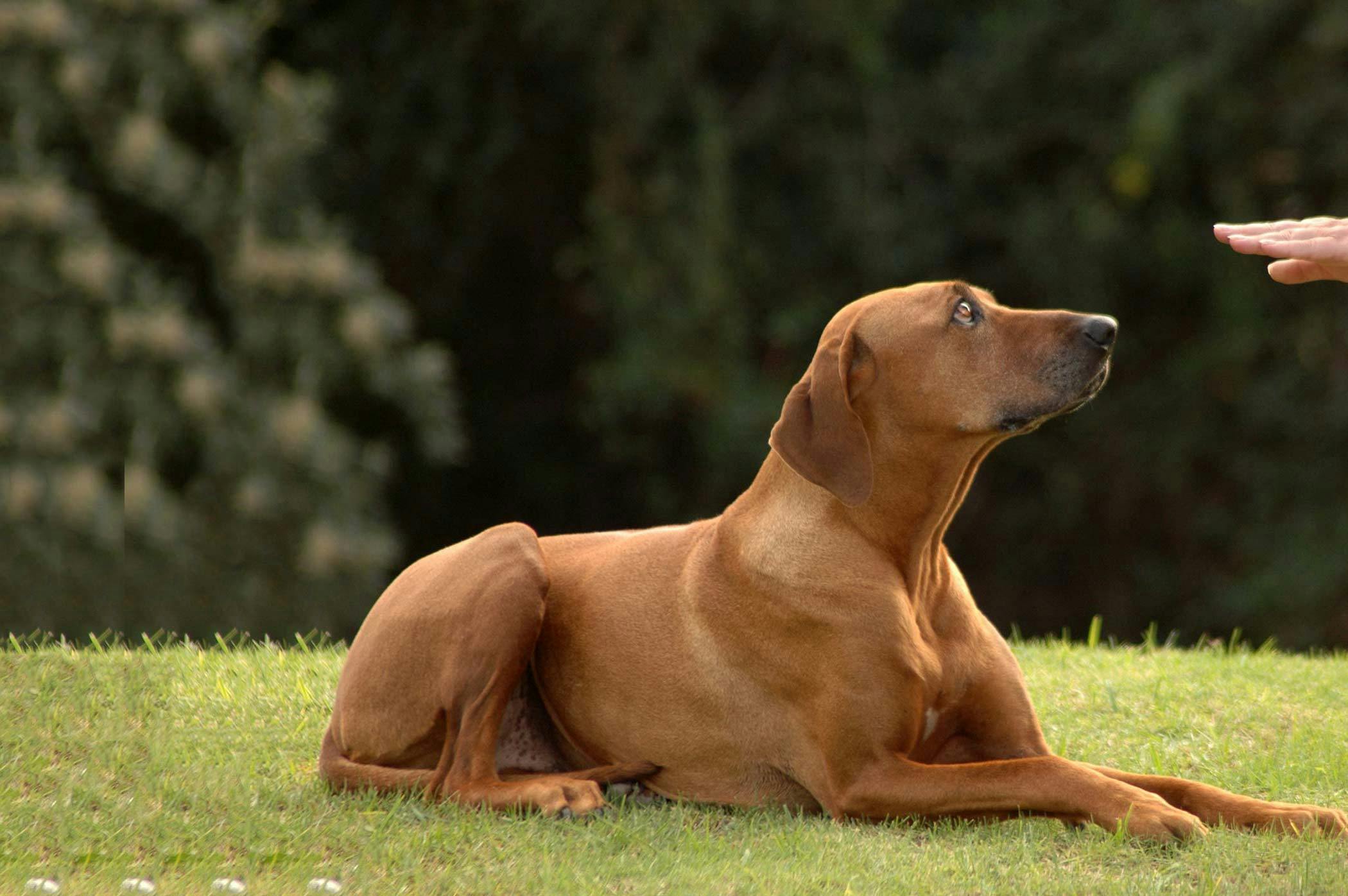 How To Stop Your Dog From Chewing On Rugs