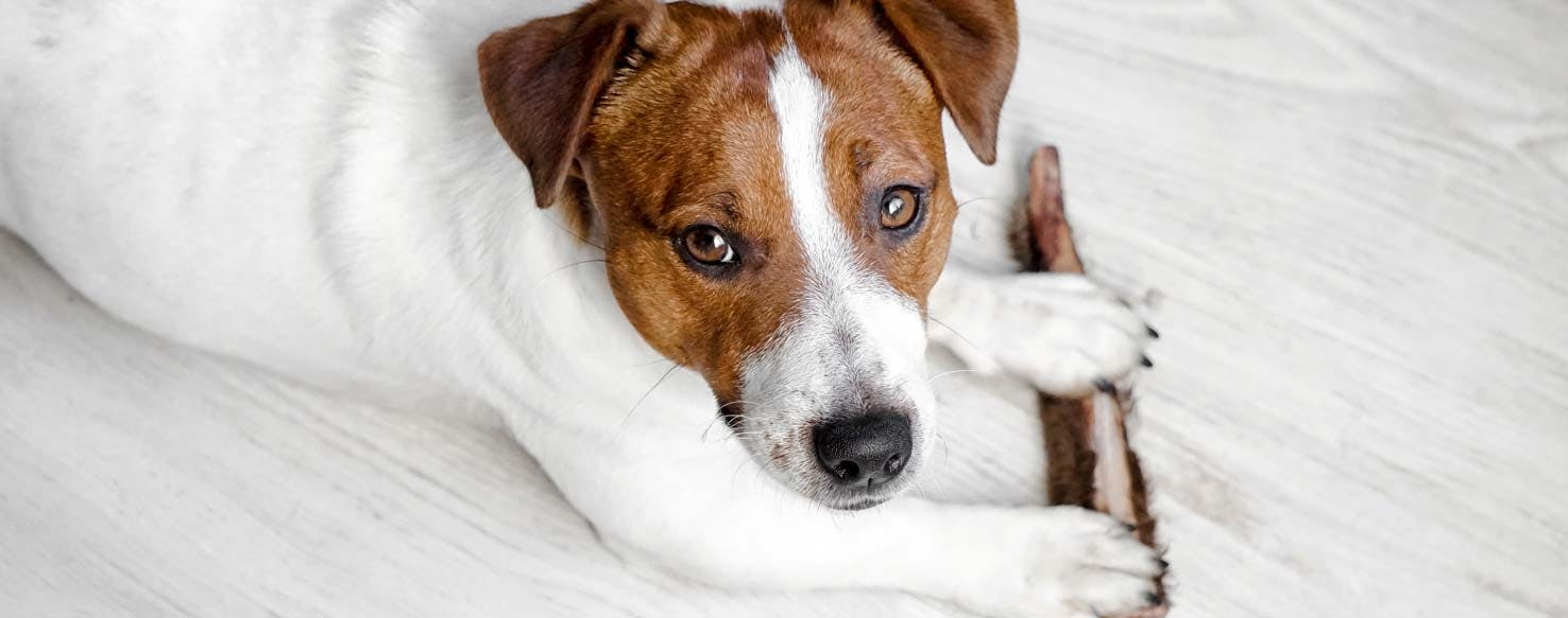 Treat on Floor method for How to Train Your Dog to Perform the Down Position