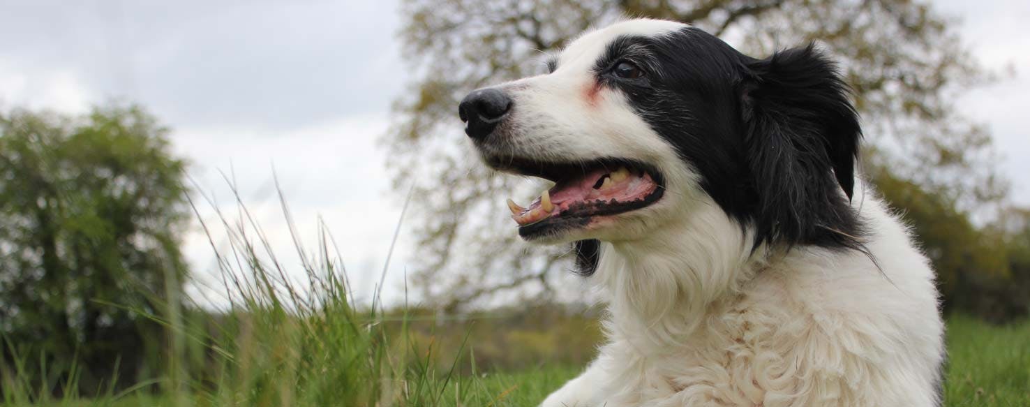Down from a Distance method for How to Train Your Dog to Perform the Down Position