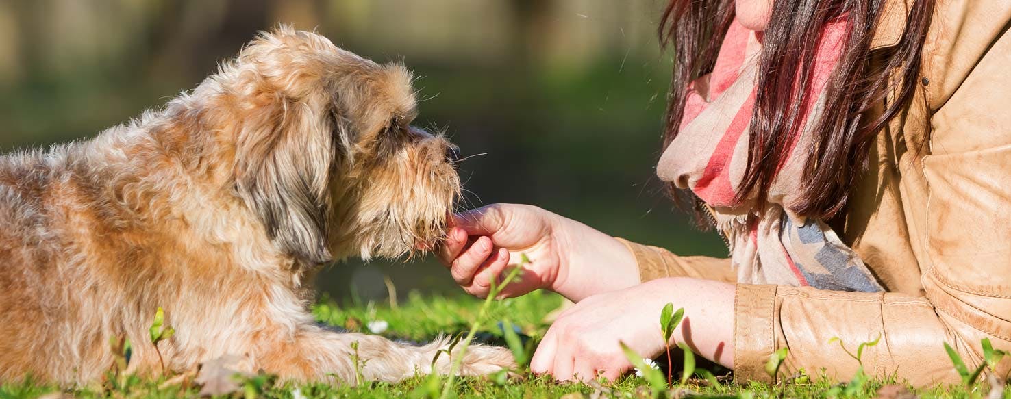 Treat in Hand method for How to Train Your Dog to Perform the Down Position