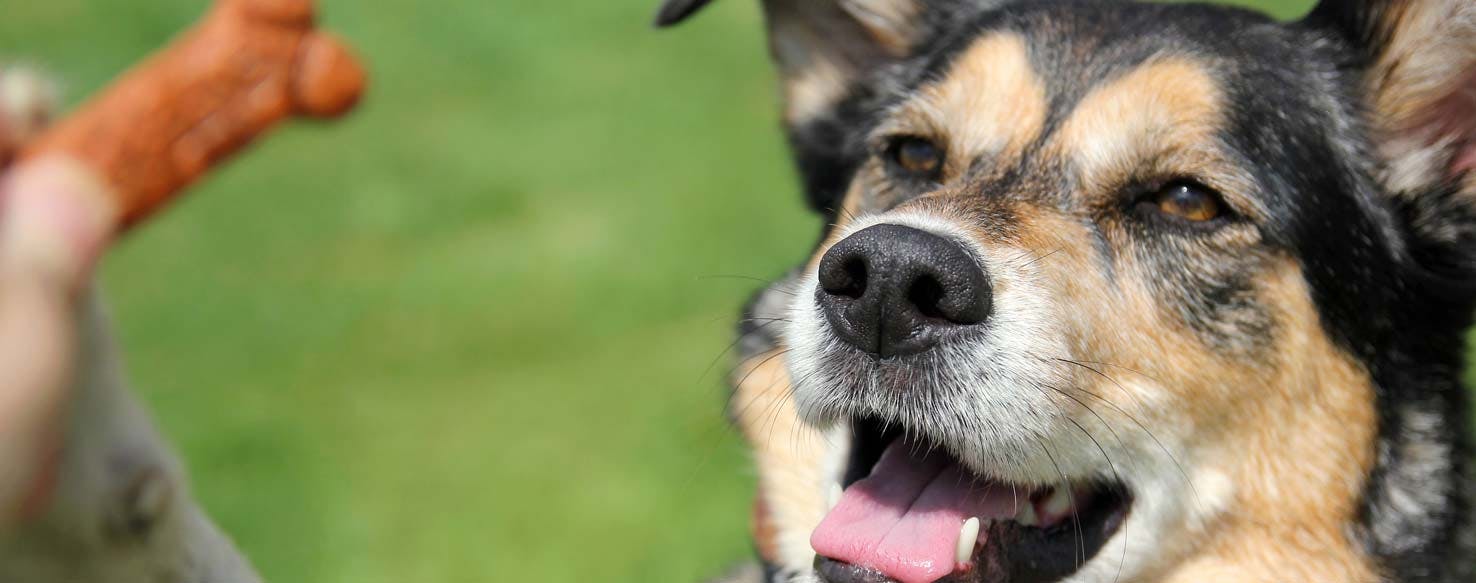 Treat method for How to Train Your Dog to Fetch a Dumbbell