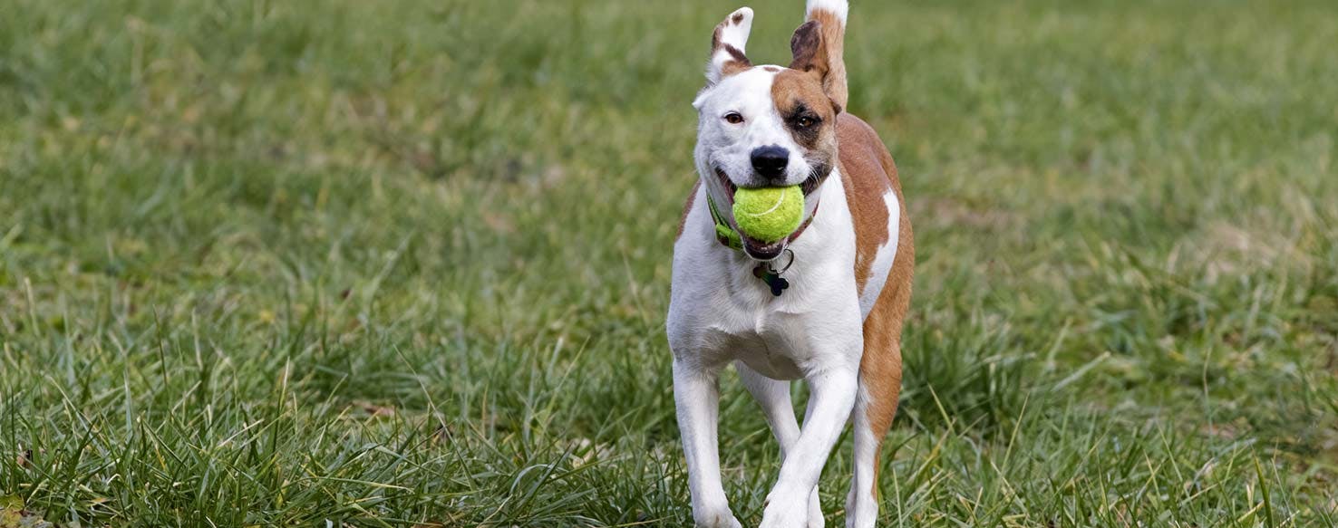 how to train a dog to fetch