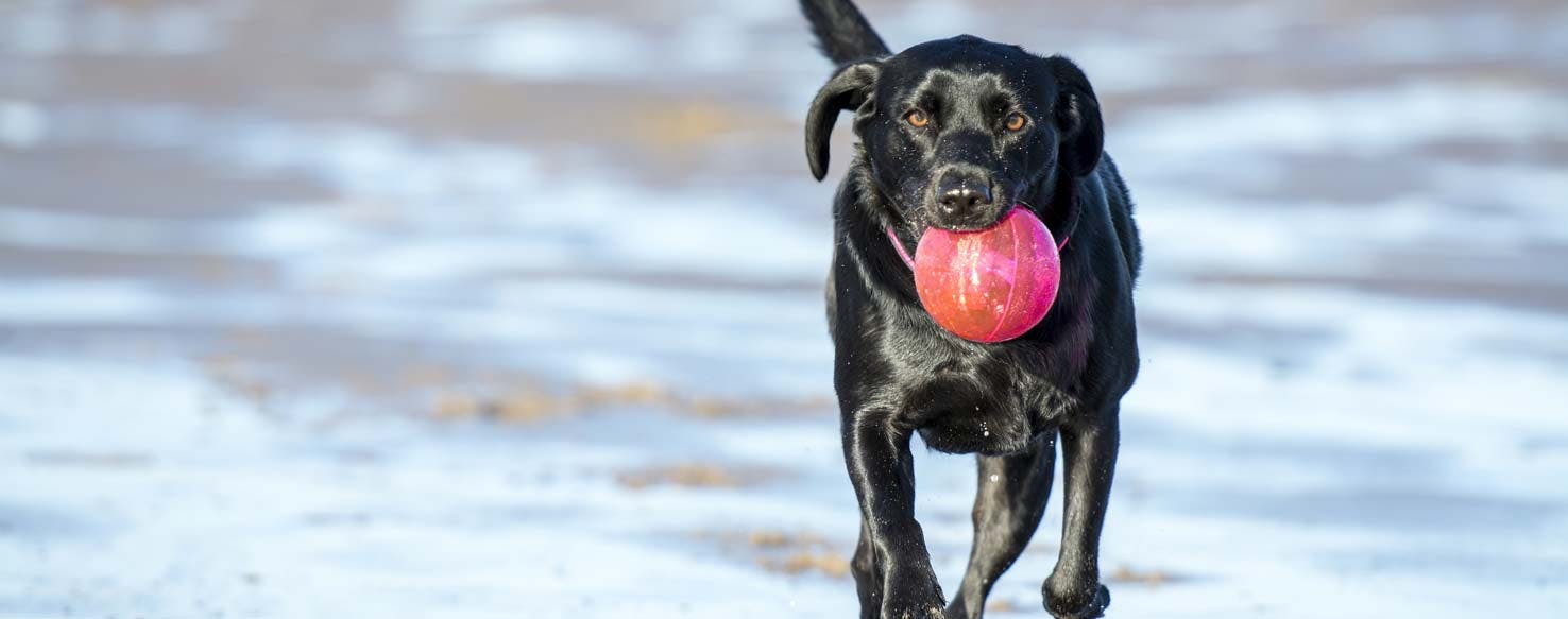 Phase Out method for How to Train Your Dog to Fetch