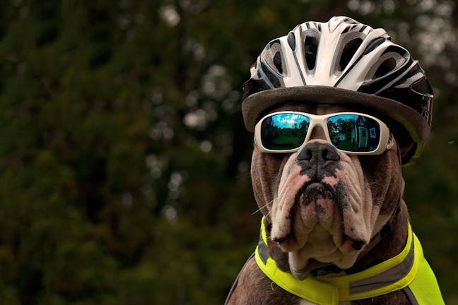 How to Train Your Dog to Ride a Bike with You