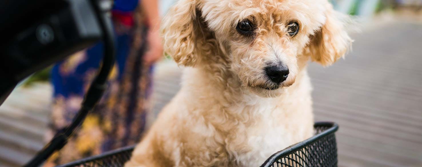 Basket method for How to Train Your Dog to Ride a Bike with You