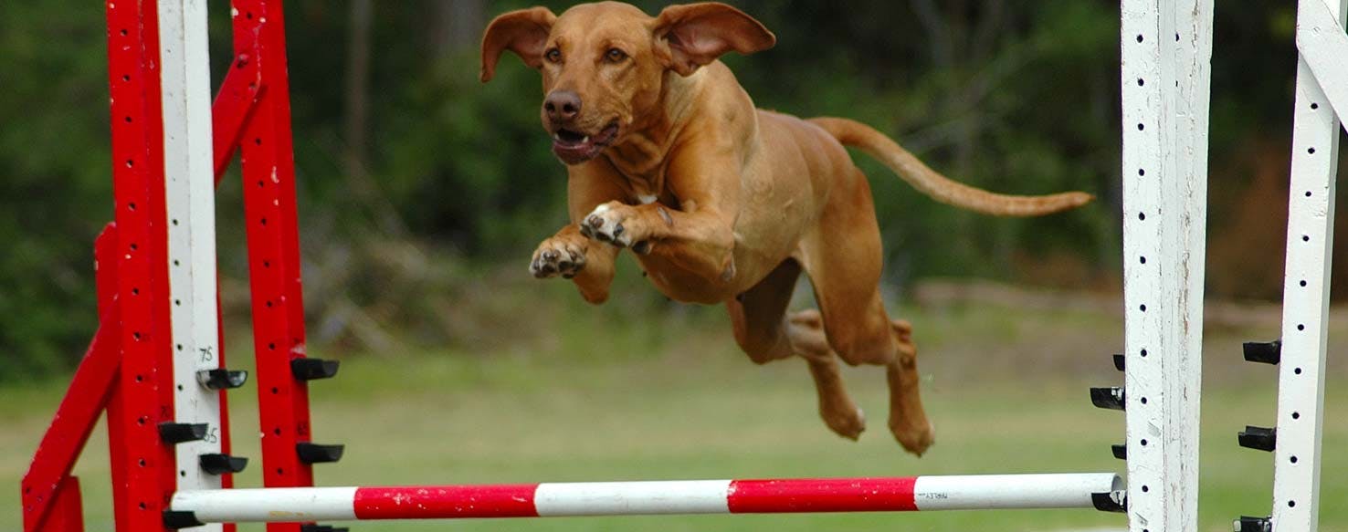 hunt3.jpg?auto=compressu0026fit=max