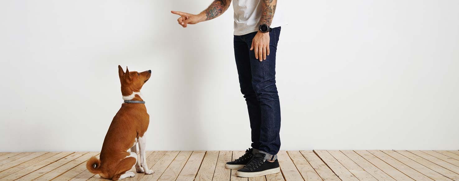 Physical Support method for How to Train Your Dog to Perform a Beg Trick