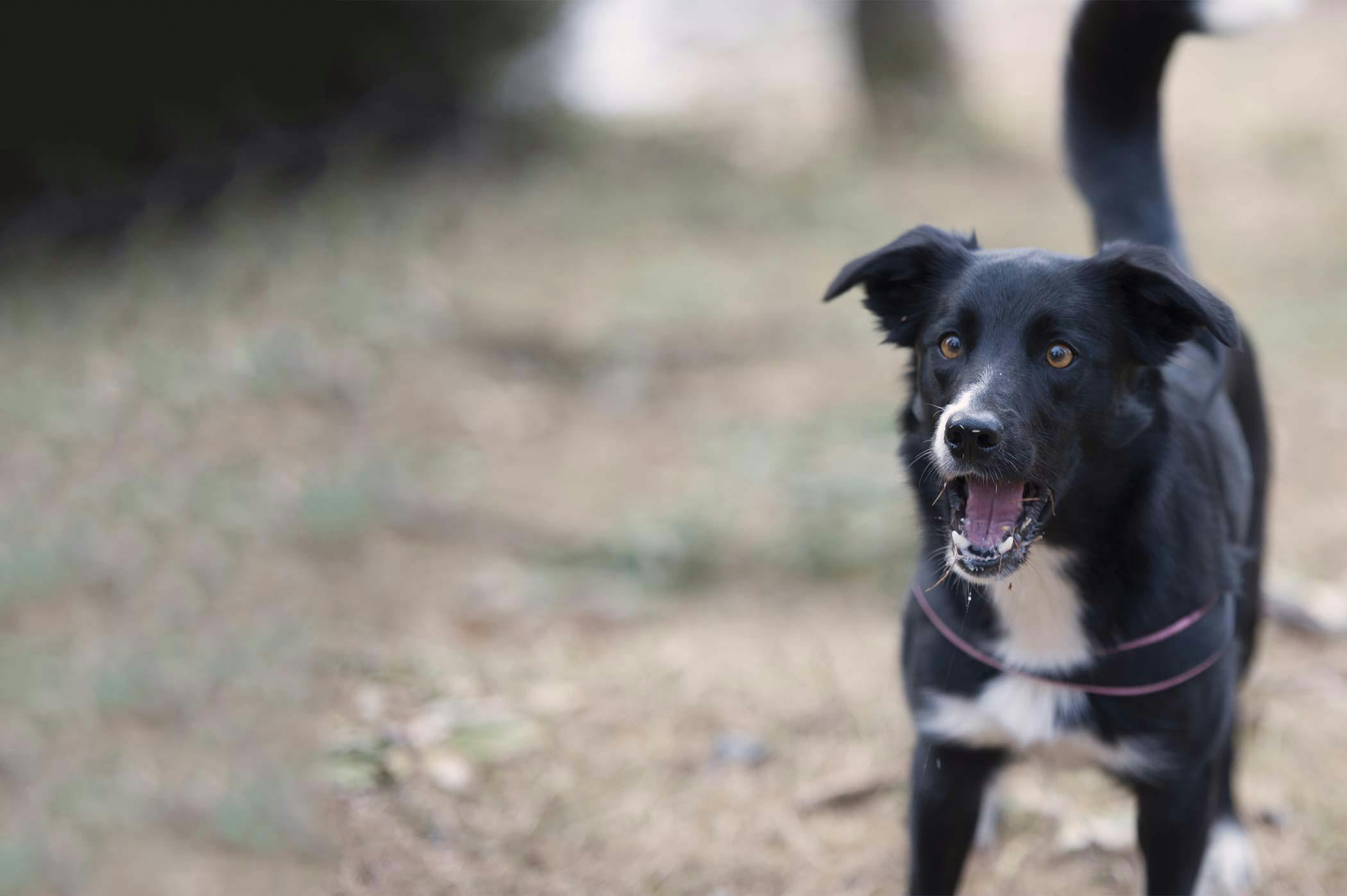 how do you teach a dog to stop barking