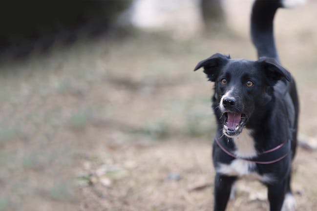 How to Train Your Dog to Stop Barking