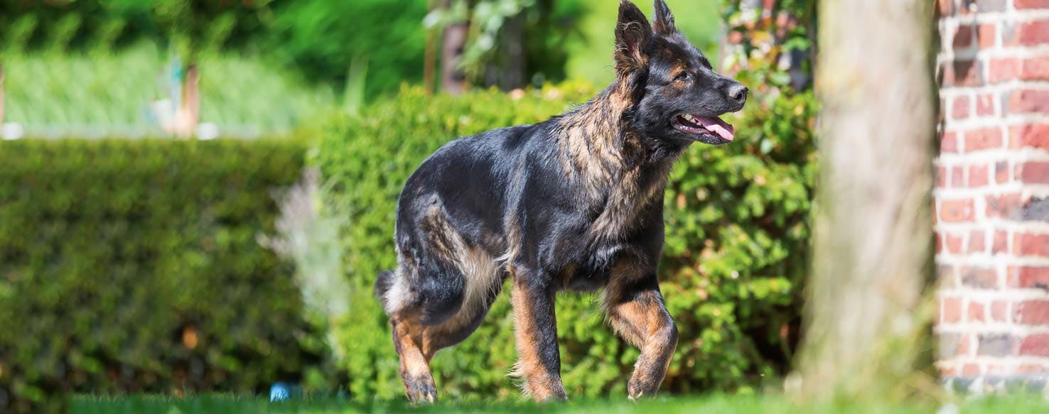 Grassy Trail method for How to Train Your Older Dog to Track
