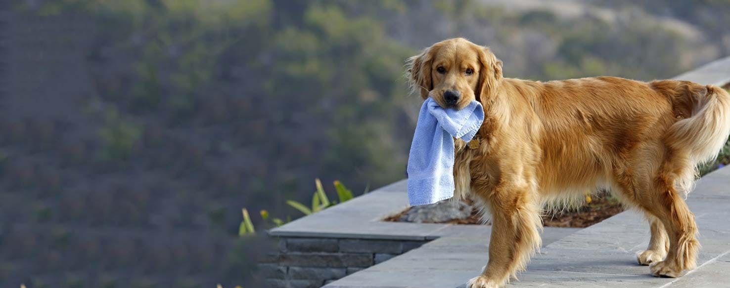 Follow Scents method for How to Train Your Older Dog to Track