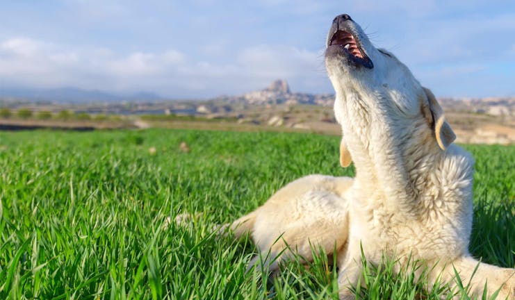 How to Train Your Dog to Howl