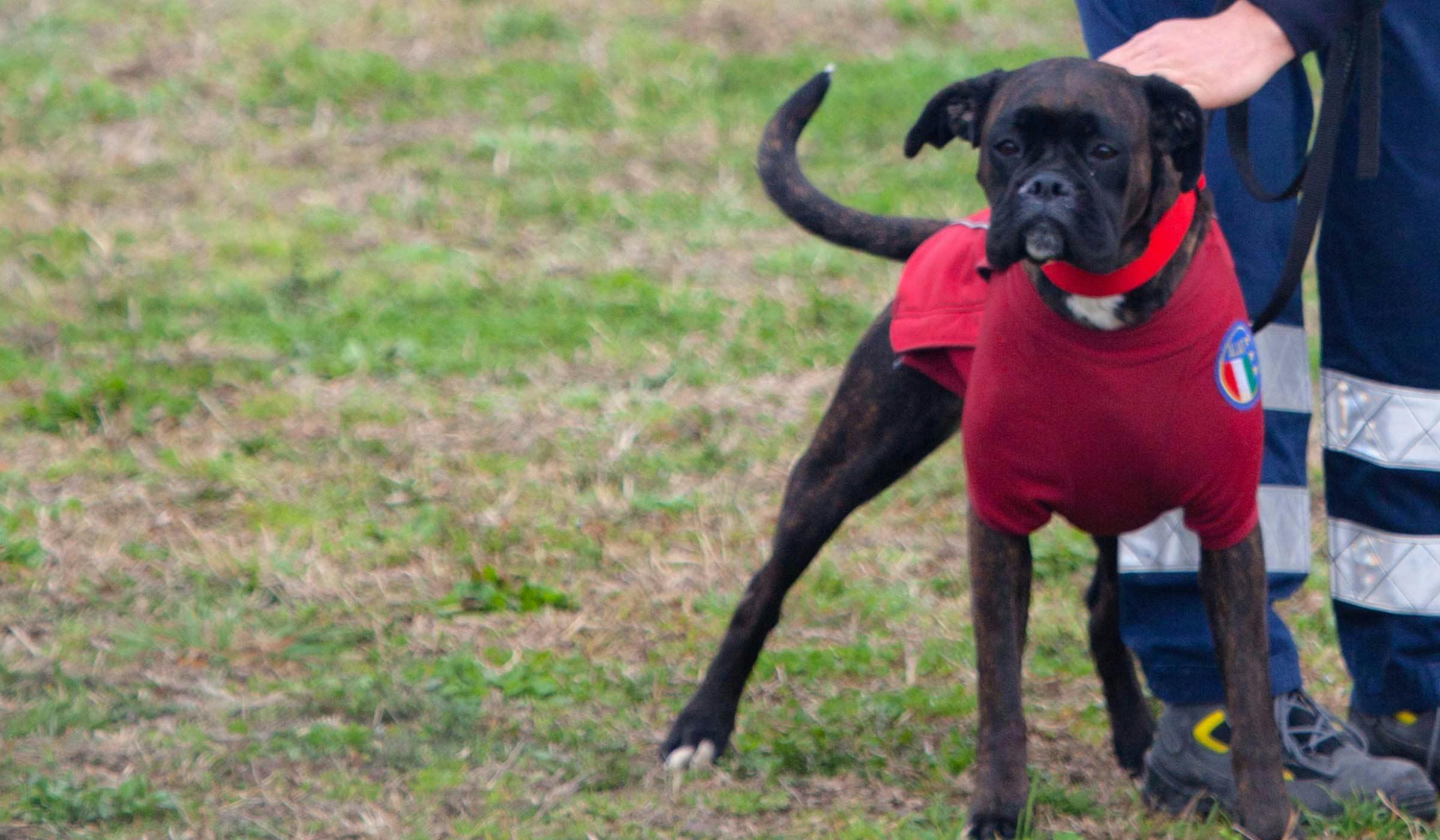 boxer dog training