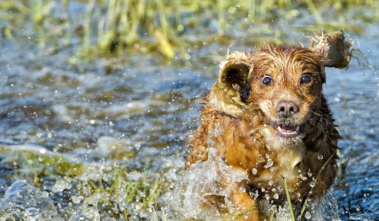 How to Train Your Cocker Spaniel Dog to Hunt
