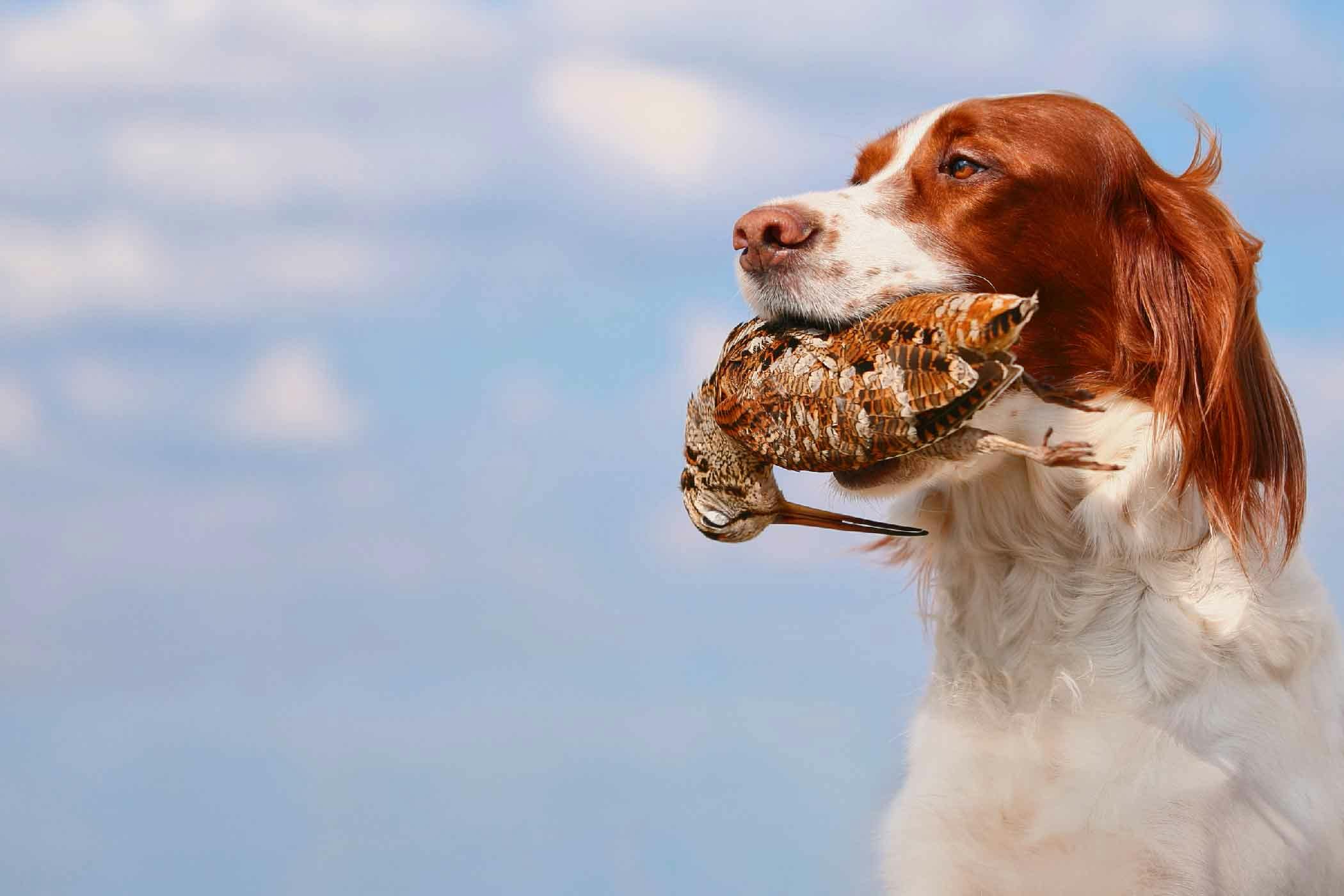 How to Train Your Dog to Hunt Birds Wag!