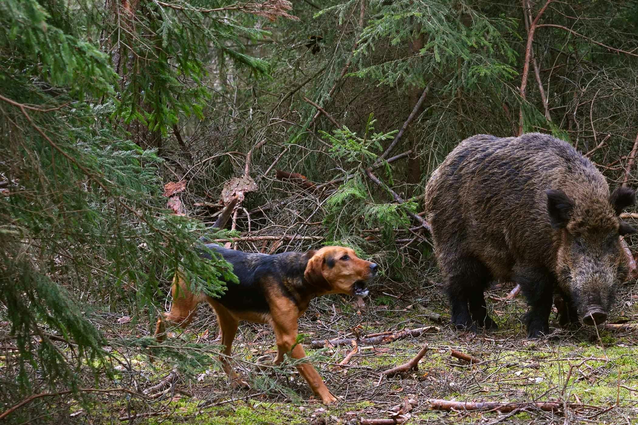 pitbull dog hunting